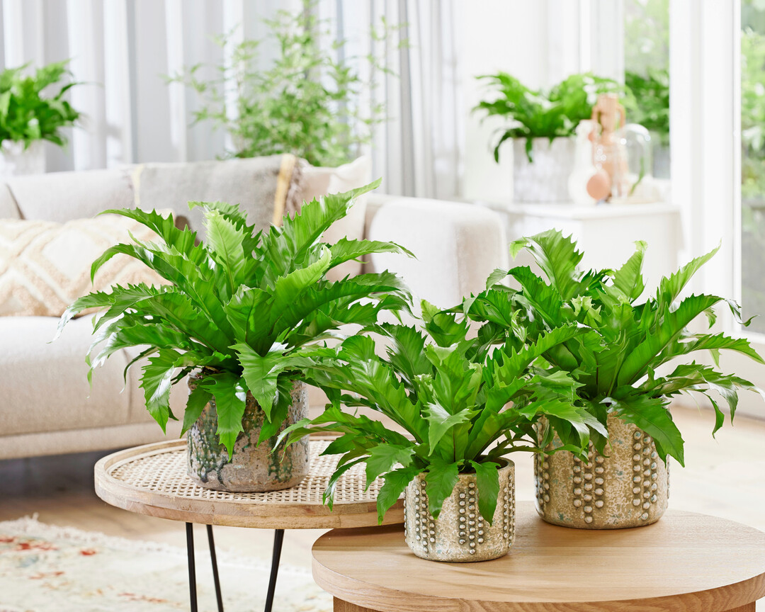 <i>Asplenium antiquum</i>
 Yuaspgio Gioia (Vitro Plus)