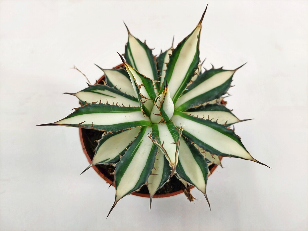 <i>Agave </i>
Peace Revolution (Deroose Plants NV)