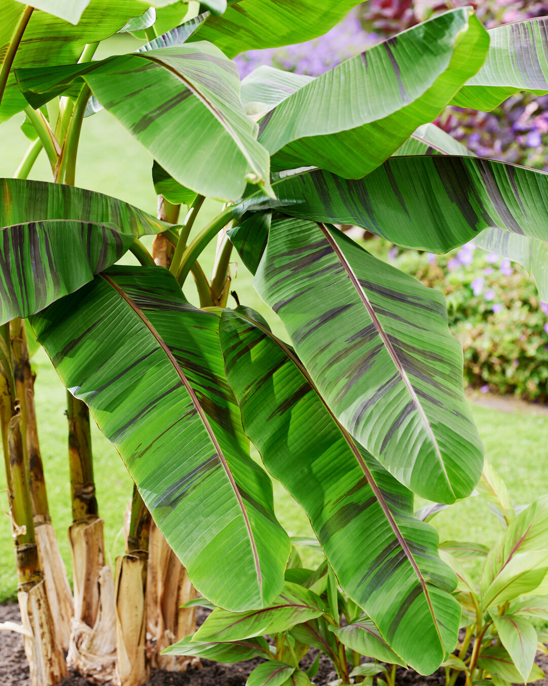 <i>Musa sikkimensis</i>
 Ever Red (Lou 1PBR) (Hoogeveen Plants)