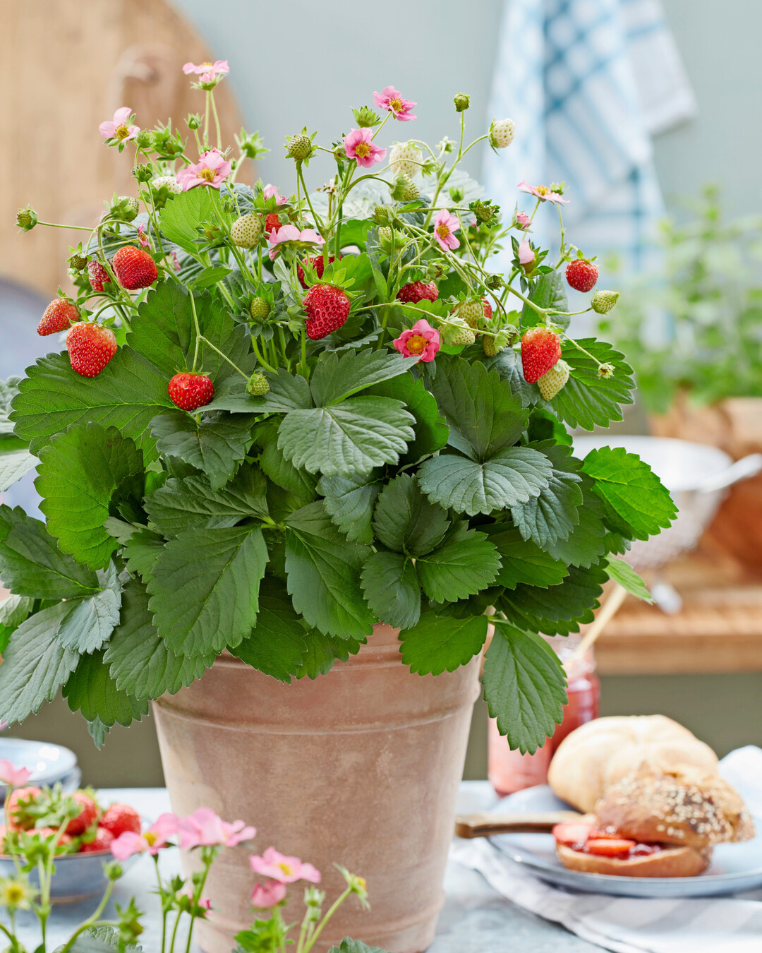 <i>Fragaria x ananassa</i>
 Duch F
<sub>1</sub>
 Queeny (ABZ Seeds - Gourmet Strawberries)