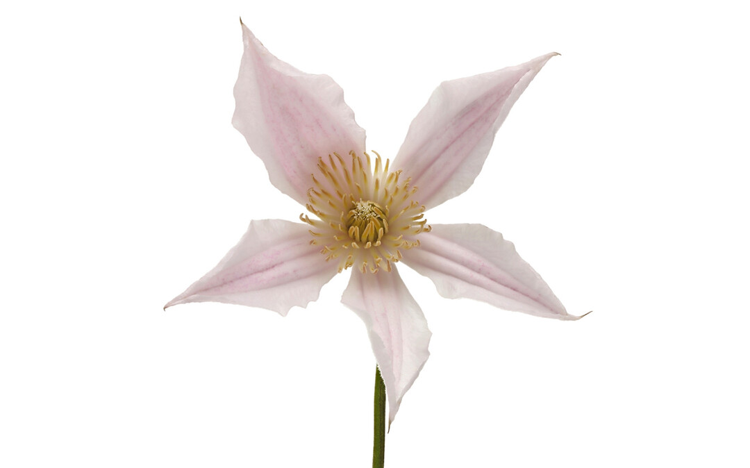 <i>Clematis </i>
Amazing Kansas (Plantipp)