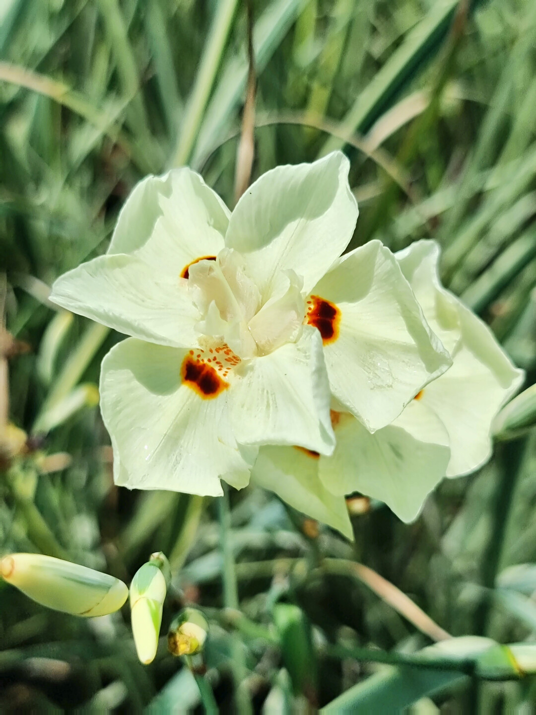 <i>Dietes bicolor</i>
 Milky Way (DBV001PBR) (Fitzgerald Nurseries)
