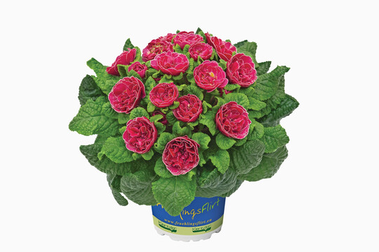 Prima Belarina Cranberry Corsage 