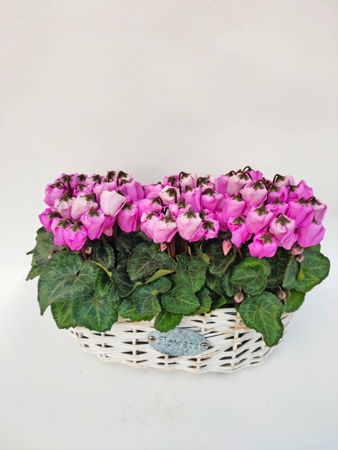 <i>Cyclamen persicum </i>
Windbell Pink (Brighten)