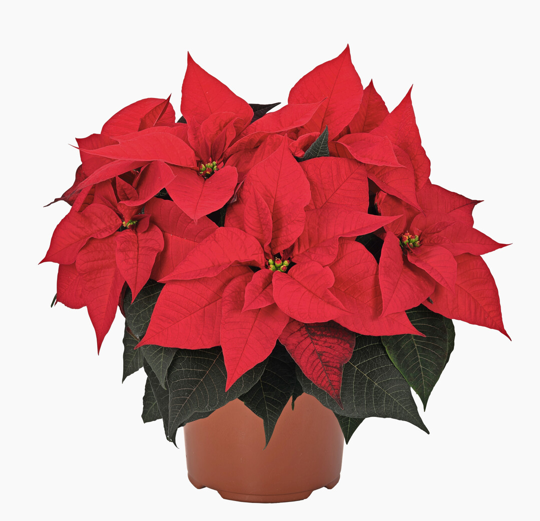 Imperial Red