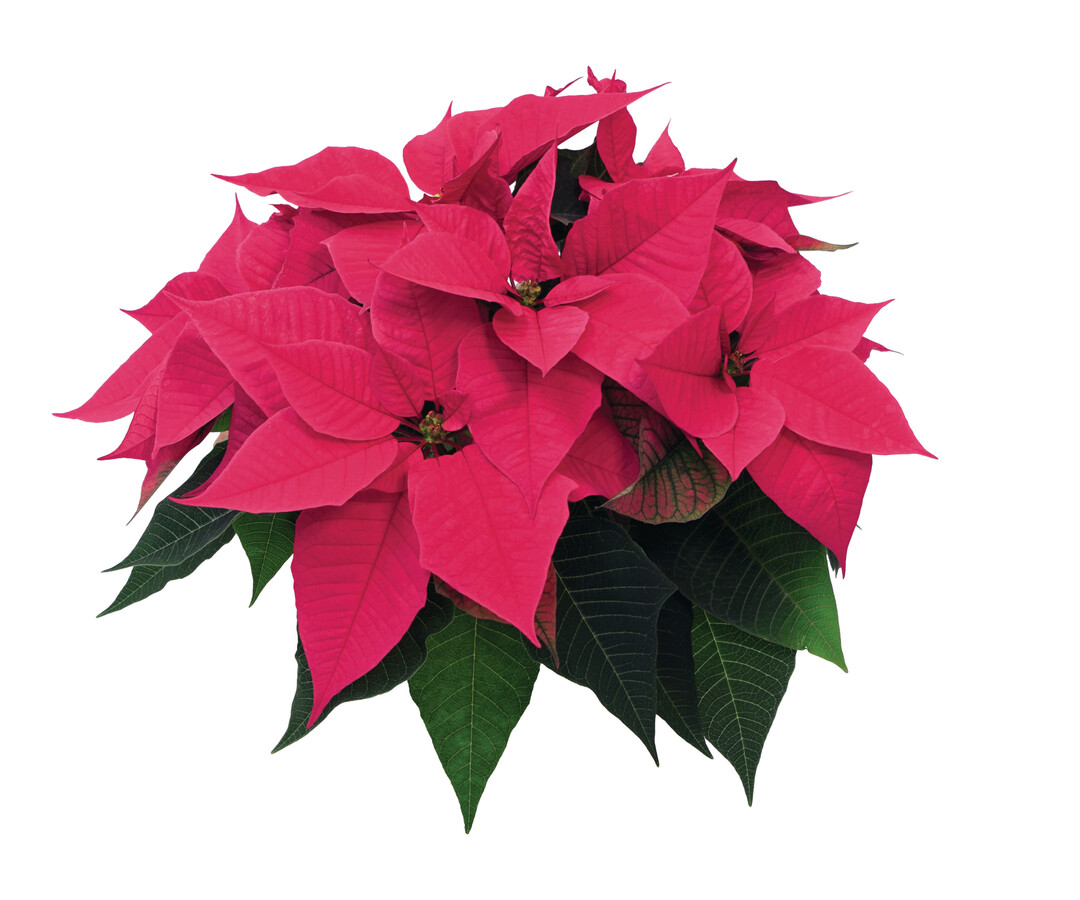 Christmas Night Hot Pink