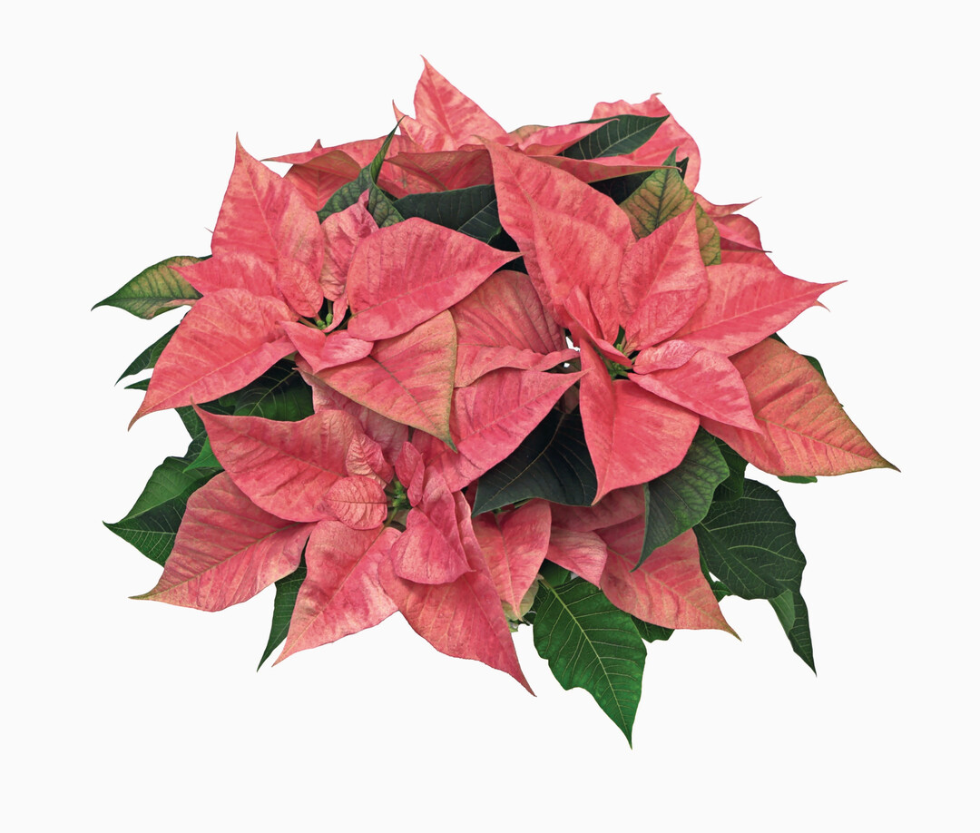 Christmas Beaut Prince