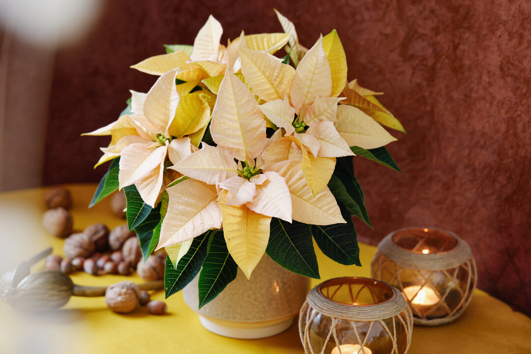 Qismas Yellow