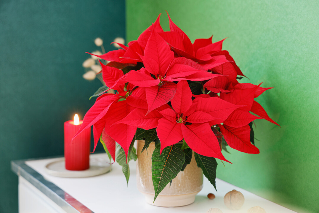 Christmas Time