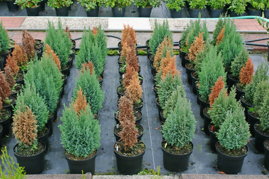 In zwei Versuchen wurde die Wirkung verschiedener Giebehandlungen gegen Phytophthora-Wurzelfule geprft.