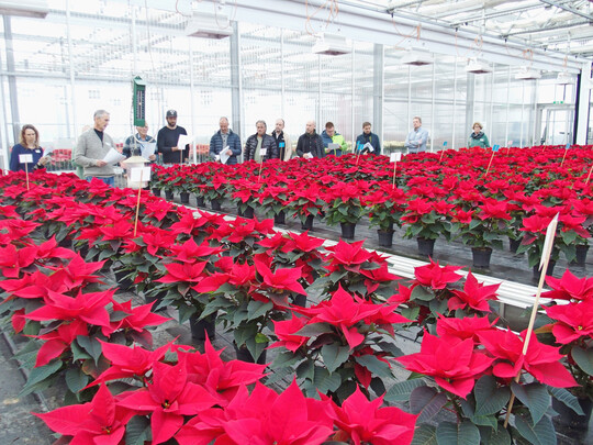 Es gibt viele rote Poinsettien-Sorten. Die Unterschiede sind oft marginal.