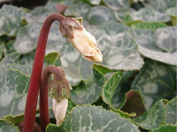Schden durch Weichhautmilben an 
<i>Cyclamen.</i>