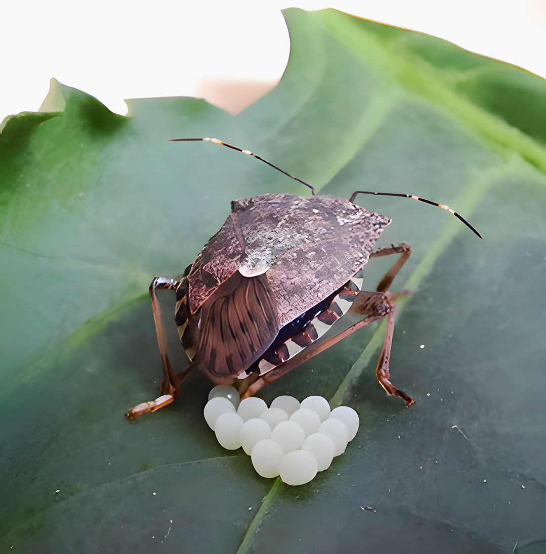 <i>Halyomorpha halys</i>
 bei der Eiablage