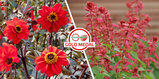 Eine Dahlie und eine Salvie sind die Fleuroselect-Goldmedaillengewinner im Januar 2025.
