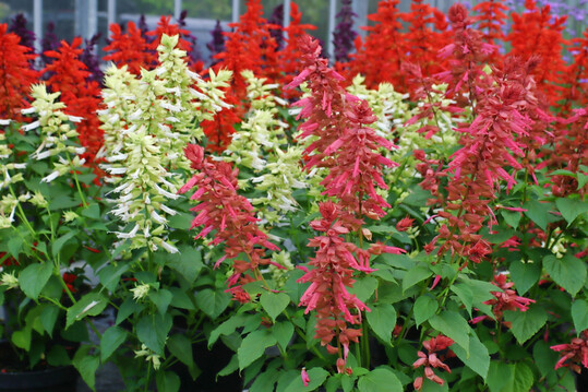 <i>Salvia splendens </i>
Estella Coral von Van Hemert & Co.