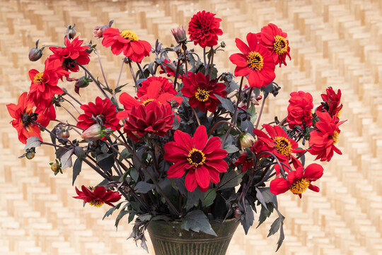 <i>Dahlia pinnata </i>
Black Forest Ruby von Takii Europe.