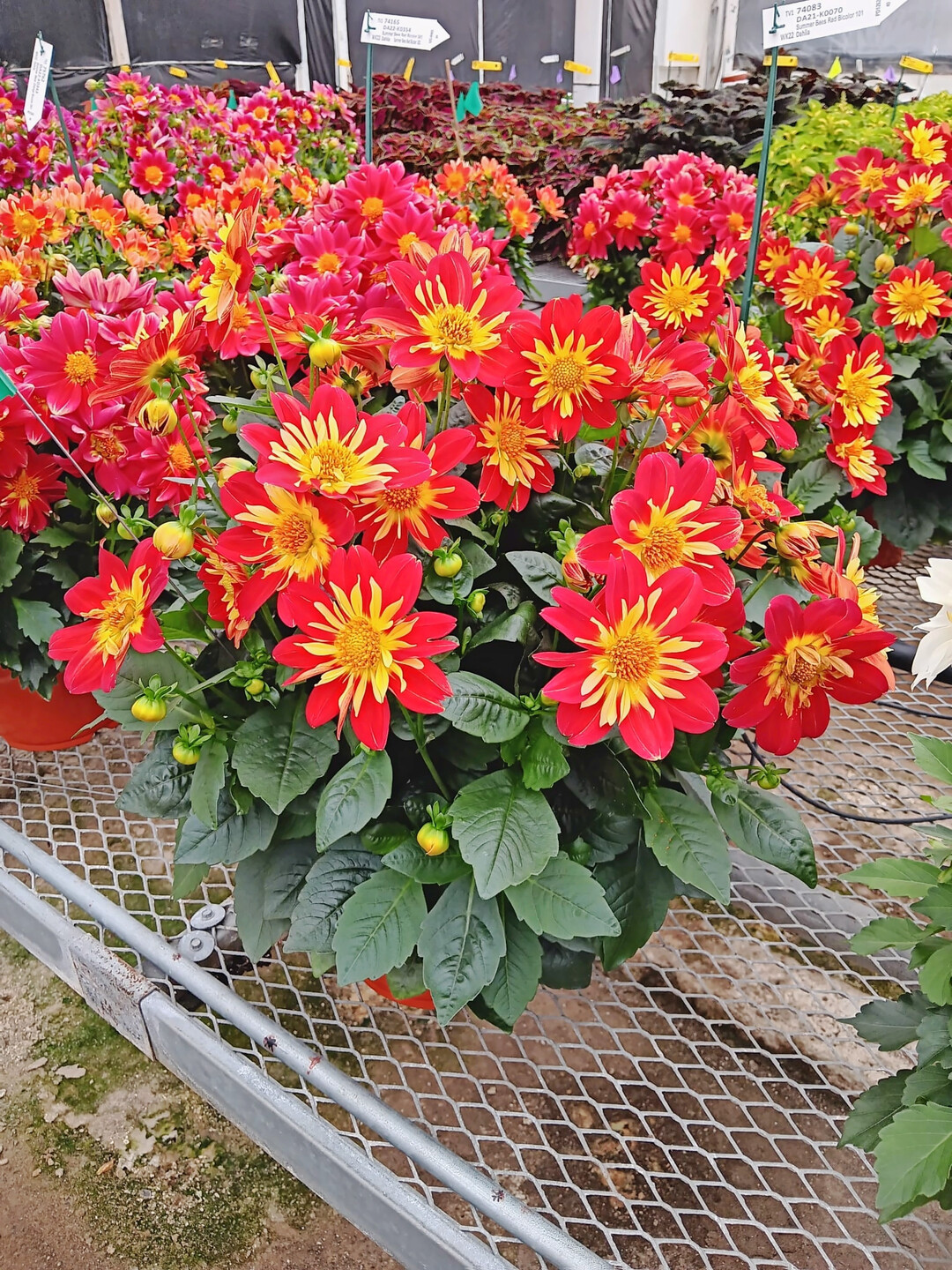 <i>Dahlia</i>
 Summer Bees Red Star (Dmmen Orange)
