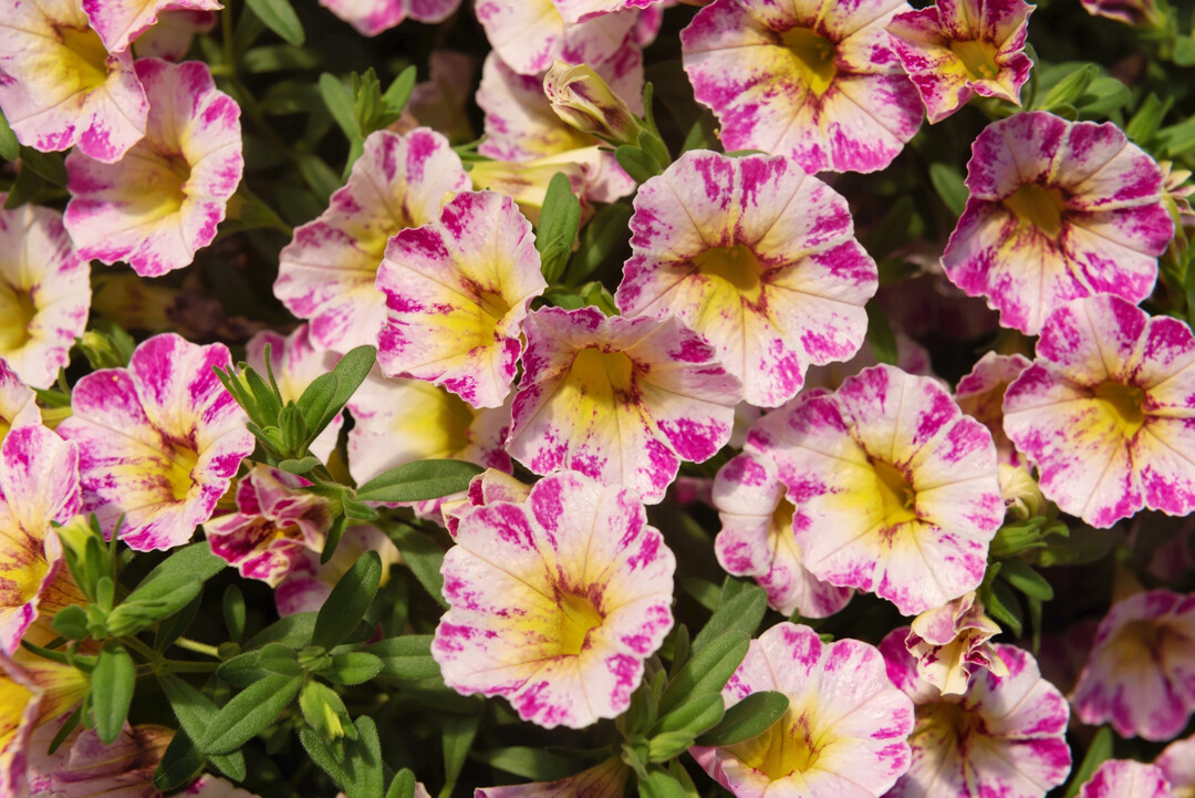 <i>Calibrachoa </i>
Rainbow Hot Pink (Dmmen Orange)