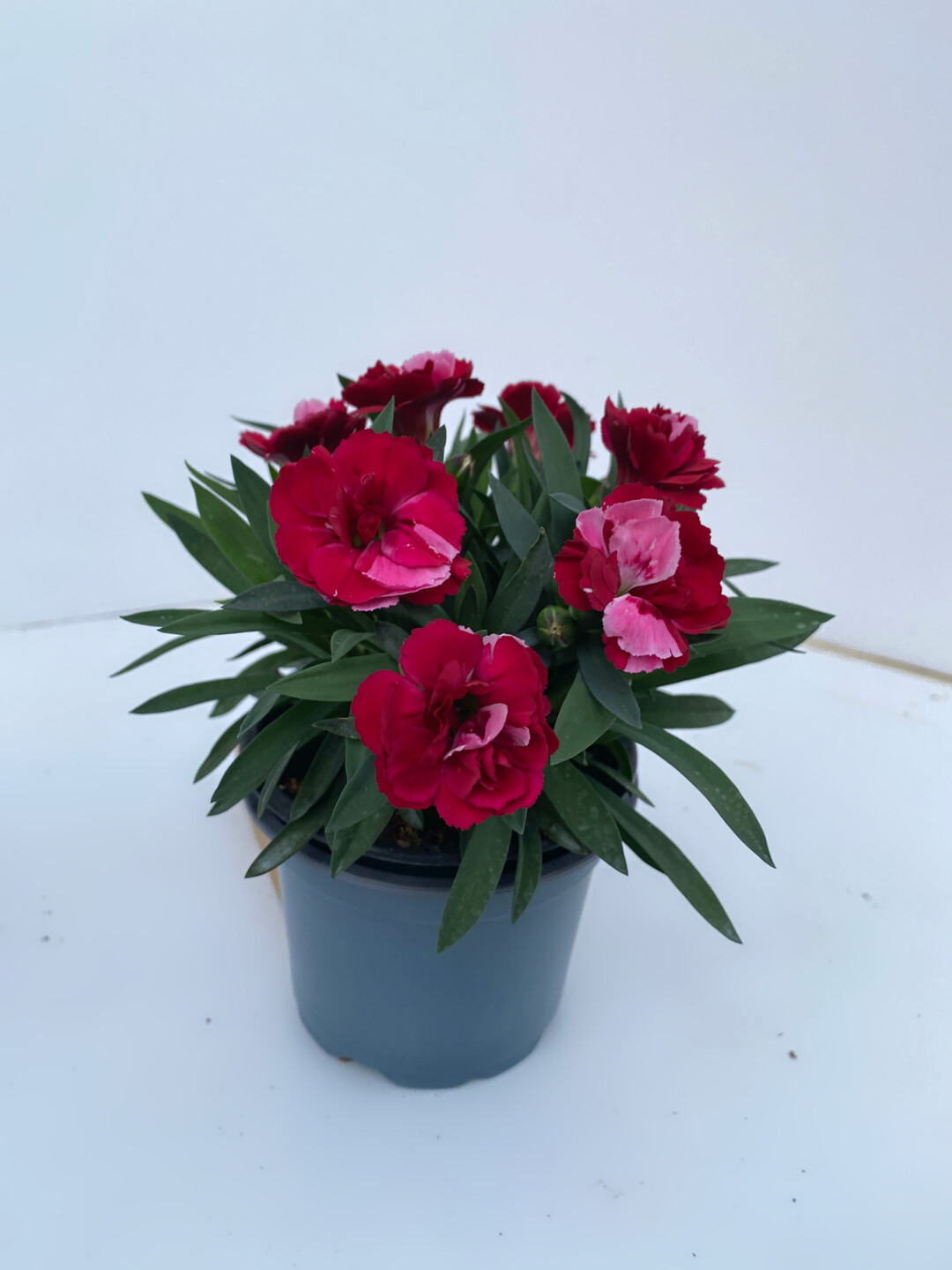 <i>Dianthus </i>
Red & Proud (Dmmen Orange)