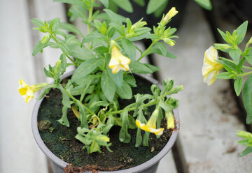1 Der Wurzelpilz 
<i>Thielaviopsis basicola</i>
 (Chalara) kann groe Ausflle an 
<i>Calibrachoa </i>
auslsen. 