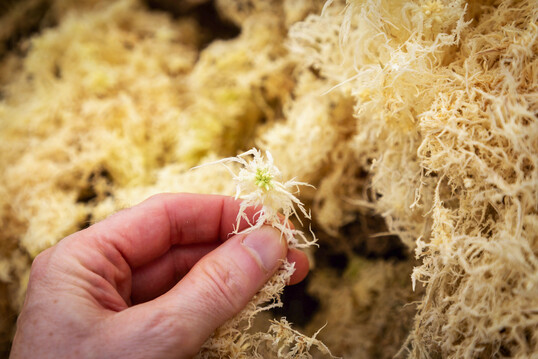 Sphaxx von Klasmann-Deilmann wird aus reinem Sphagnum hergestellt und im ersten Schritt für Orchideen angeboten.