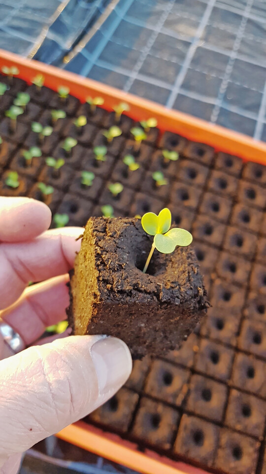 Floragard ist es gelungen, mit Flora Eco-Glue einen Substratzusatz zu entwickeln. Presstöpfe mit Weißtorfanteilen von 50 Vol.-% und höher sind damit möglich.