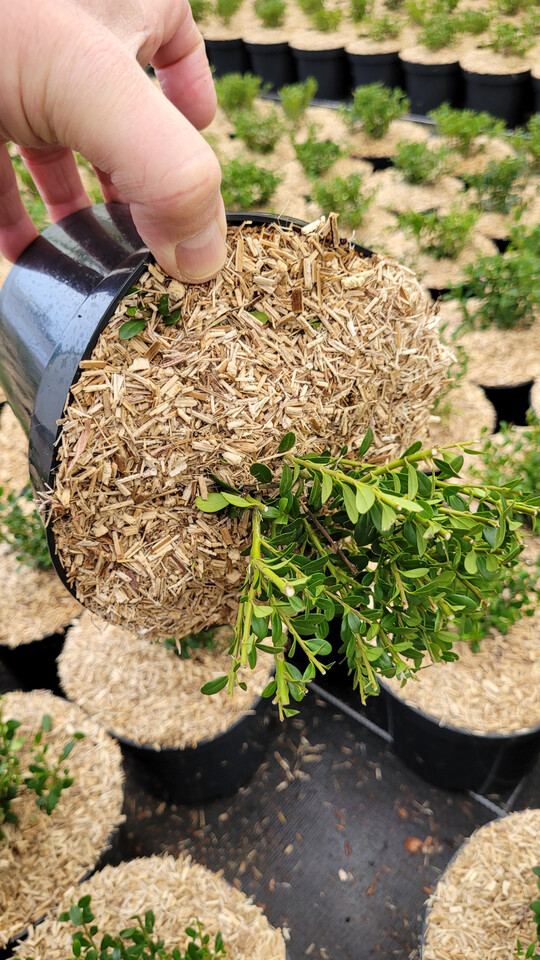 Das Covermaterial Miscanthus Cover + Flora Eco-Glue von Floragard ist sehr verrieselungsfest.