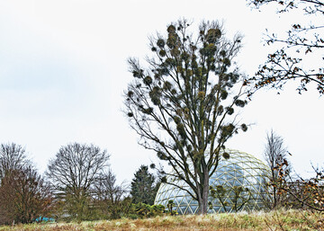 Winter im Botanischen Garten: Pappel (
<i>Populus</i>
) vor dem Kuppelgewchshaus. Besonders gut ist der Mistelbewuchs (
<i>Viscum album</i>
) zu sehen.