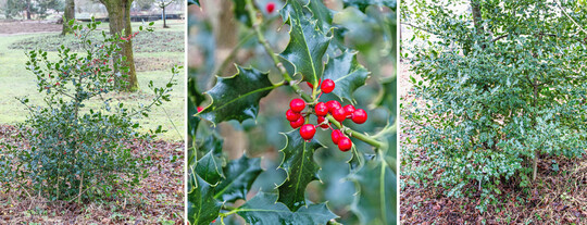Die Gewöhnliche Stechpalme (
<i>Ilex aquifolium</i>
) zeigt im Winter ihre leuchtend roten Steinfrüchte; genauer: die weibliche Pflanze (links), während die männliche Pflanze (rechts) „schmucklos“ ist.