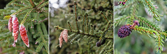 Markante Zapfen an der Kaukasus-Fichte (
<i>Picea orientalis</i>
). Die heranreifenden weiblichen Zapfen (links) sind länglich und strahlend rotbraun. Die dunklen, kugeligen Gebilde (rechts) sind Gallen, die von der Blattlaus
<i>Dreyfusia prelli</i>
hervorgerufen werden.