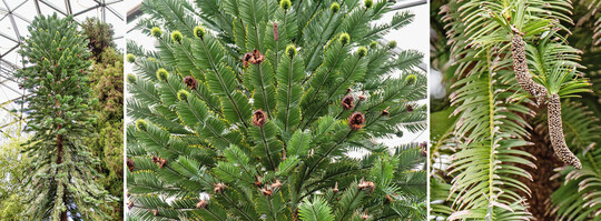 Ein Schatz in der Kuppel, die Wollemie (
<i>Wollemia nobilis</i>
). Diese in der Natur extrem seltene Koniferenart stammt aus Australien und galt lange als ausgestorben. Der Baum entwickelte erstmals im Jahr 2020 die runden, weiblichen Zapfen (Mitte). Rechts die männlichen Zapfen.