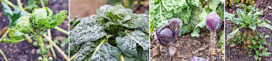 Was vom Gemüse übrigblieb: Die Feldfrüchte werden im Botanischen Garten nicht im Herbst geerntet, sondern überdauern den Winter, so dass die Studierenden und Besucher beobachten können, wie sich diese über die Jahreszeiten entwickeln und vergehen (von links): Rosenkohl (
<i>Brassica oleracea var. gemmifera</i>
), Palmkohl (
<i>Brassica oleracea var. palmifolia</i>
DC.), Rotkohl (
<i>Brassica oleracea convar. capitata var. rubra</i>
L.), Zuckerrübe (
<i>Beta vulgaris subsp. vulgaris</i>
).