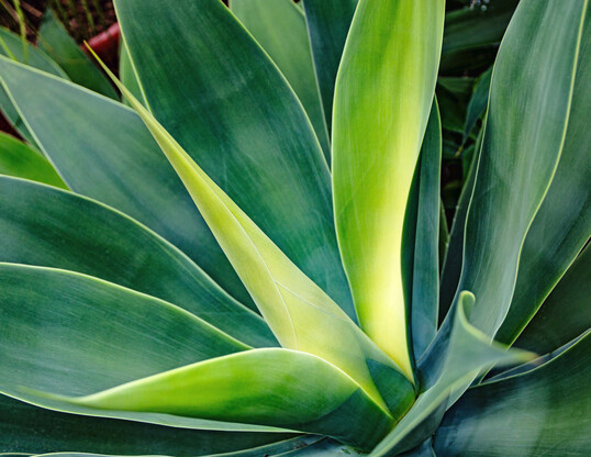 Ihre beinahe futuristische Anmutung passt zum Standort, dem Kuppelgewächshaus: die Drachenbaum-Agave (
<i>Agave attenuata</i>
).