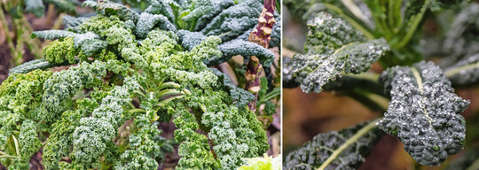 Nach einem Regenschauer ist an den Blättern verschiedener Kohlsorten (hier der Grünkohl (
<i>Brassica oleracea var. sabellica</i>
L.)) sehr gut der sogenannte Lotuseffekt zu beobachten: Die Blätter besitzen eine Mikrostruktur, auf der Wasser nur eine sehr geringe Auflagefläche findet, so dass die Blätter nicht benetzt werden und das Wasser als Tropfen abperlt.