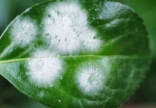 Echter Mehltau an 
<i>Euonymus japonica</i>
