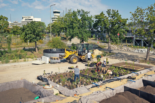 Bepflanzung der Versuchsanlagen für Verdunstungsbeete auf dem Gelände des ehemaligen Flughafens Berlin Tegel. Im 2024 gestarteten Forschungsprojekt werden drei Jahre verschiedene Pflanzenarten für die Verwendung in Verdunstungsbeeten erprobt.