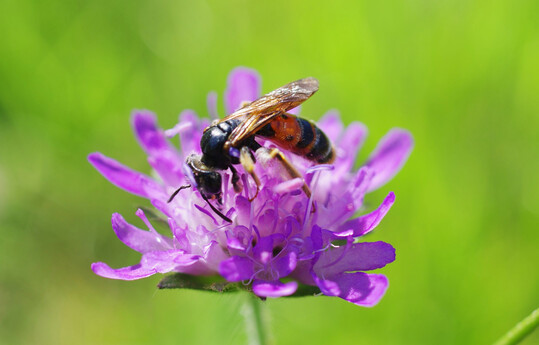 Die Knautien Sandbiene 
<i>Andrena hattorfiana</i>
 ist eine oligolektische Wildbienenart.
