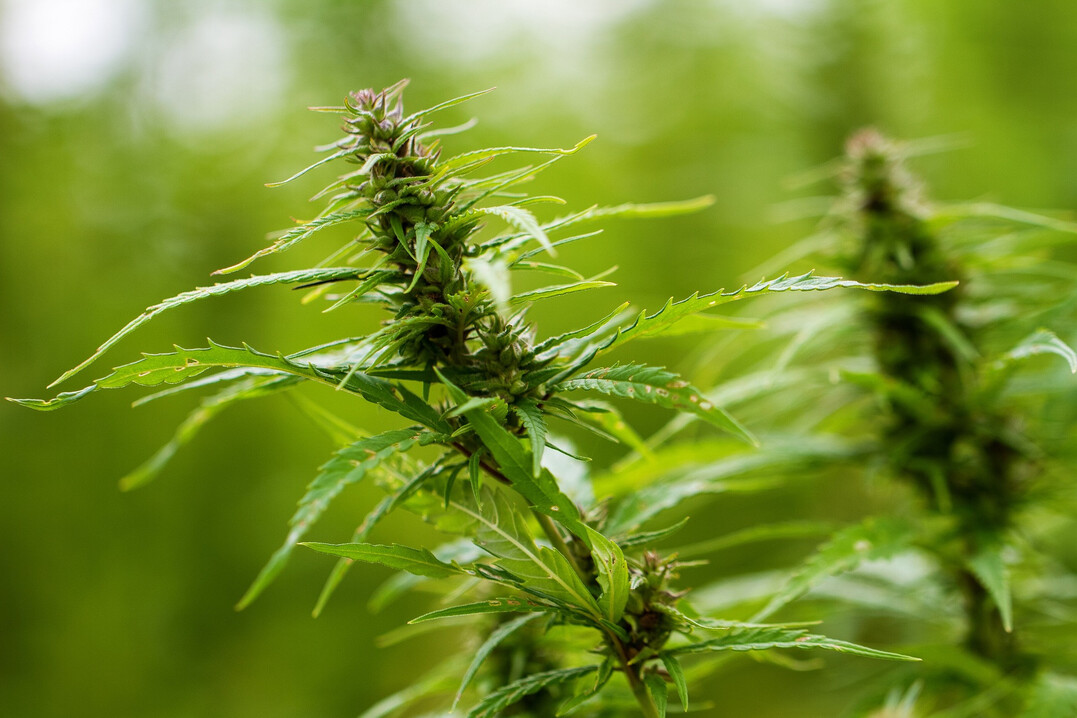 Die Studie aus Geisenheim zeigt, dass knapp die Hälfte der Befragten die Legalisierung des privaten Anbaus als akzeptabel empfindet, während etwa ein Drittel sie ablehnt.