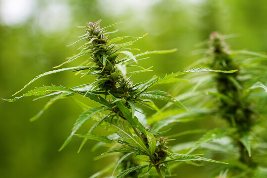 Die Studie aus Geisenheim zeigt, dass knapp die Hlfte der Befragten die Legalisierung des privaten Anbaus als akzeptabel empfindet, whrend etwa ein Drittel sie ablehnt. 