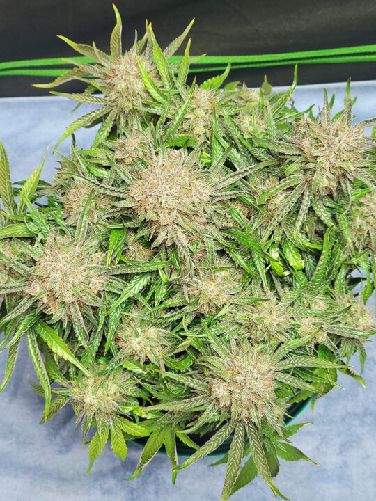 Eine der tageslngenunabhngigen Sorten von Fast Buds.