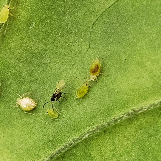 <i>Diaretiella rapae</i>