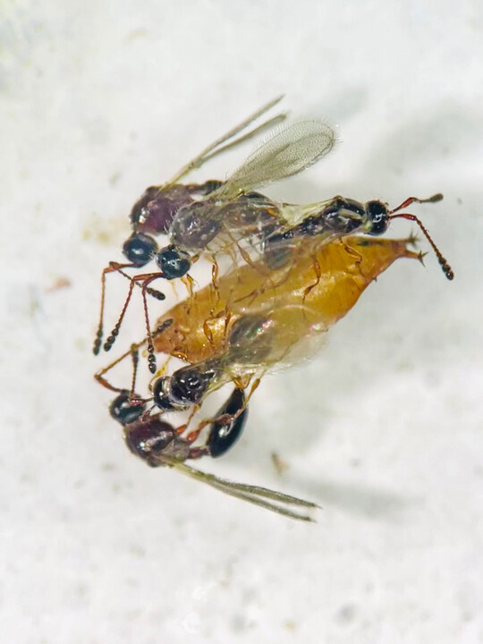 <i>Trichoparia </i>
auf 
<i>Drosophila suzukii.</i>
