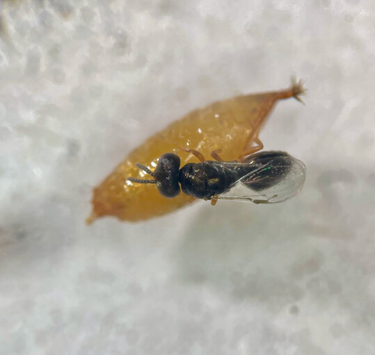 <i>Pachycrepoideus </i>
auf 
<i>Drosophila suzukii</i>