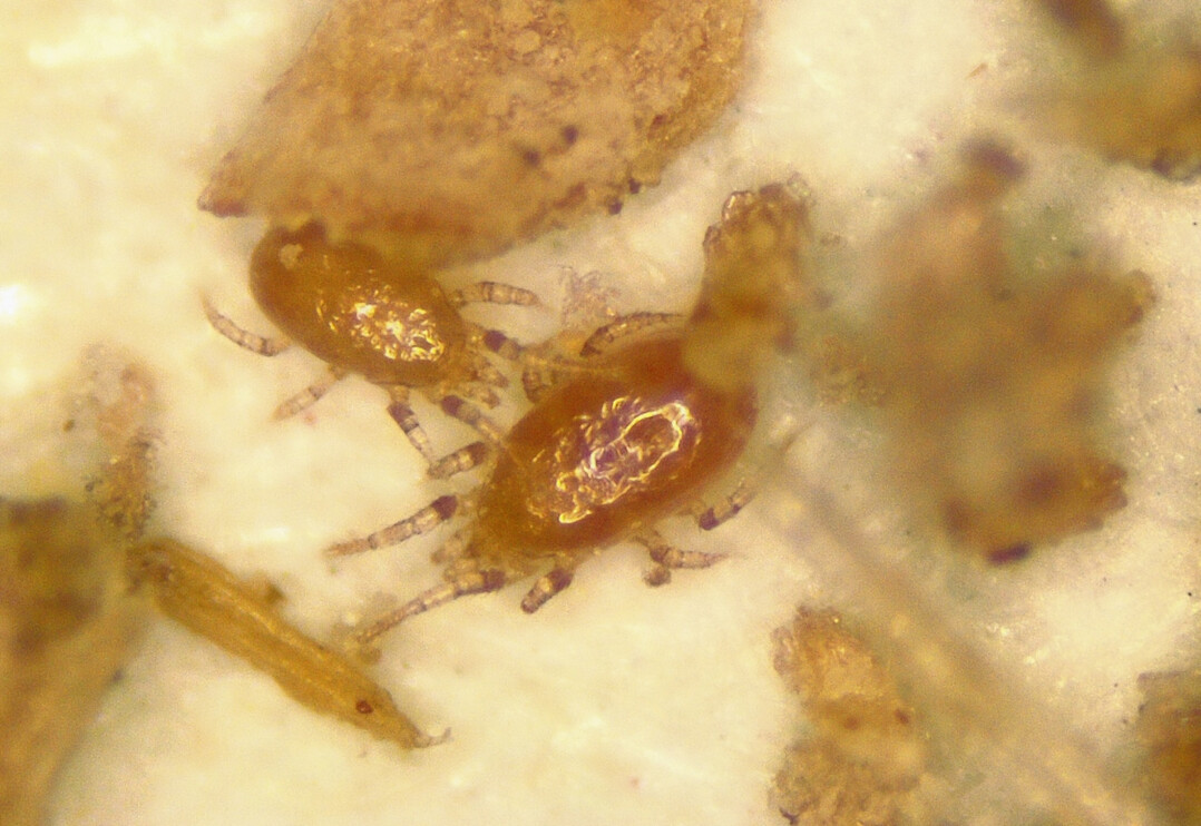 <i>Amblyseius barkeri </i>
gibt es jetzt auch in greren Mengen.