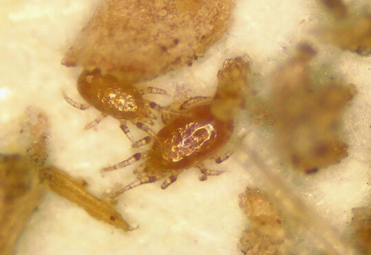 <i>Amblyseius barkeri </i>
gibt es jetzt auch in greren Mengen.