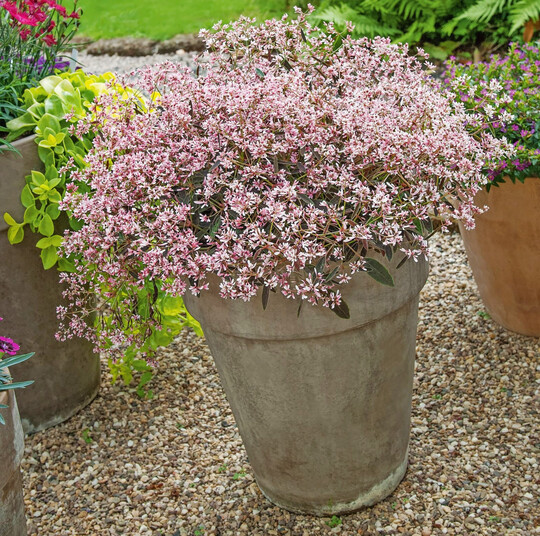 Der Purpurhauch verzaubert mit filigranen rosa Blten und sorgt in Kombination mit dem Laub fr ein elegantes Farbenspiel  die perfekte Wahl fr Balkon und Garten. Bildnachweis: GMH