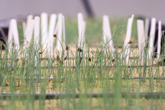 Im Jahr eins nach der Kreuzung erinnern neue Tulpen, die durchnummeriert in kleinen Partien in Pflanzkisten wachsen, eher an Schnittlauch.