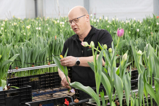 Von der Kreuzung bis zur ersten Blte vergehen oft fnf bis sieben Jahre. Bis dahin hat Arjen Rood bereits viele Blumen aussortiert. "Das Wichtigste beim Veredeln ist das Wegwerfen, also die Selektion", sagt er. "Nur wer sich von viel trennt, wird am Ende Besseres behalten." 