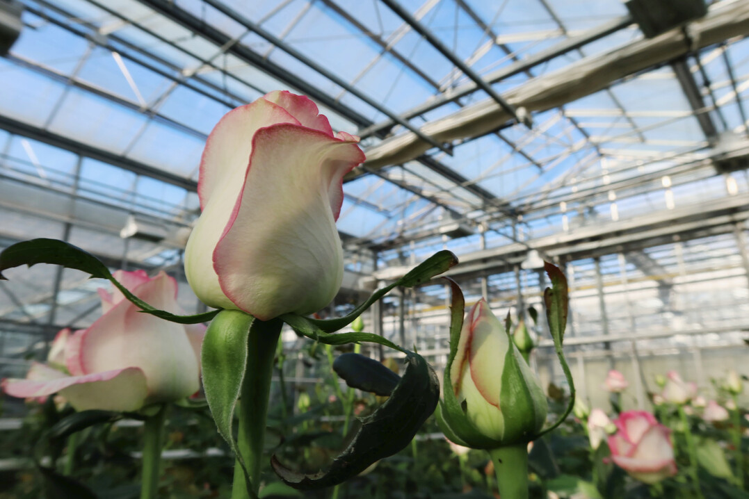 Die Rose Jumilia ist eine von drei im Energiesparversuch am Versuchszentrum in Straelen.