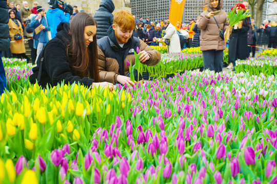 50.000 farbenprächtig blühende Tulpen schmückten am 15. März 2025 den Platz neben der Berliner Gedächniskirche.